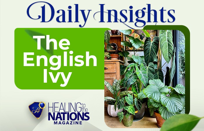 THE ENGLISH IVY 